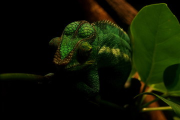 caméléon 