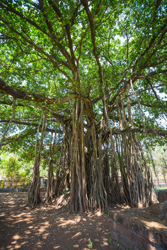 sacred tree in the jungle. India. Goa