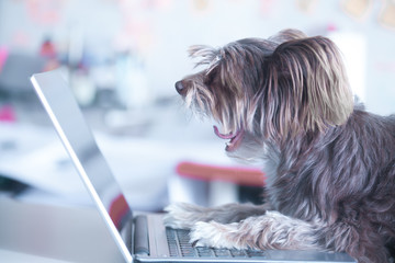 Funny dog works at the laptop. Pet using computer