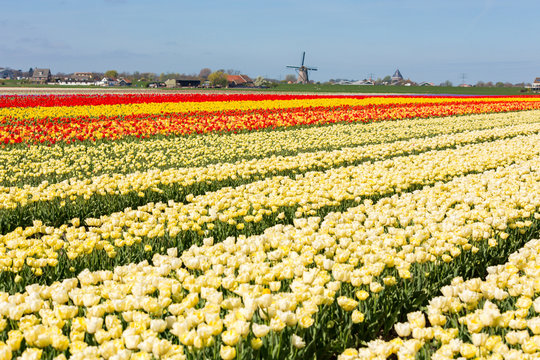 Tulip fields with windmill in Abbenes the Netherlands.