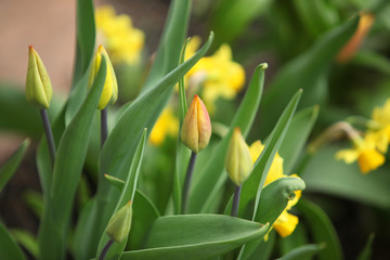 spring yellow tulips