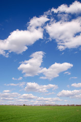 Fototapeta premium Trees on a background clouds