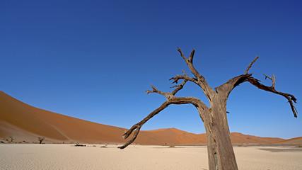 Camel Thorn Tree in Hiddenvlei, Sossusvlei Namib-Naukluft National Park, Namibia