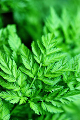 Inflorescence of a herb of Hemlock or Poison Hemlock Conium maculatum close up. herbals.texture. background