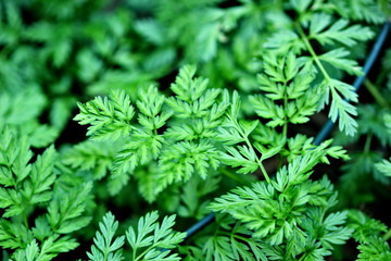 Inflorescence of a herb of Hemlock or Poison Hemlock Conium maculatum close up. herbals.texture....