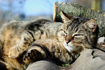 Cat Laying. In the roof . Laying on the sun. Countryside.Outdoor