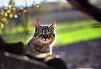 Cat looking to the camera In the roof . Laying on the sun. Countryside.Outdoor