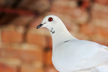 A white dove sitting. on rope Closeup