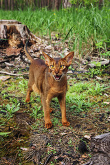 Ruddy abyssinian cat in forest
