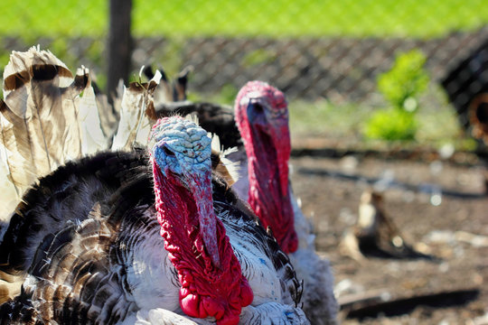 portraits of turkey-cocks gray on a farm