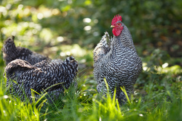 Rooster and chickens in a garden on a background of green grass.