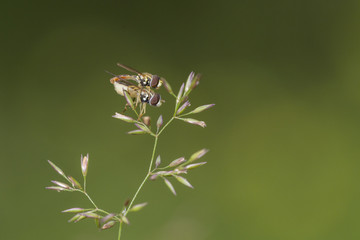 Hoverfly mating 