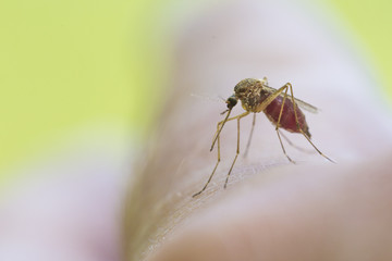 Feeding mosquito