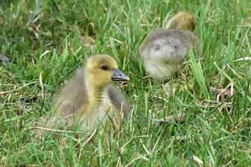 detail of young chicks of greylag goose