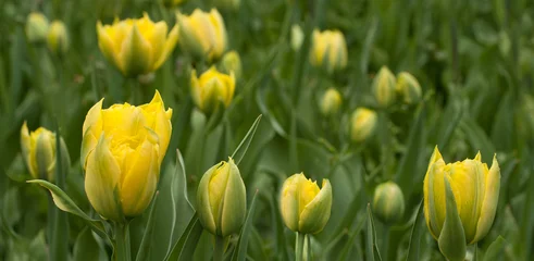 Poster Tulp lot of yellow tulips