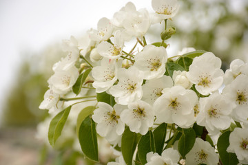 Apple tree branch in bloom with white flowers