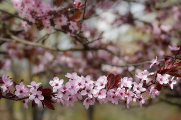 Pink apple blossoms 2