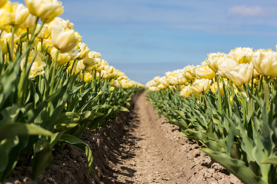 Fields with yellow tulips