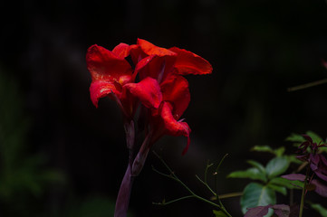 beautiful flower in the red with petals