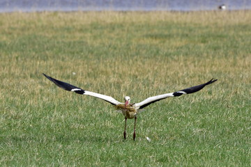Fototapeta na wymiar white stork in flight,Neusiedler See lake,Austria