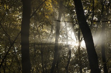 sunlight in the forest