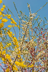 white and yellow blooming spring twigs