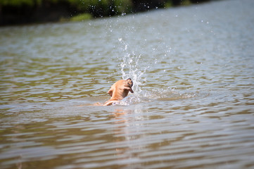 Beige pitbull terrier swimming after the ball