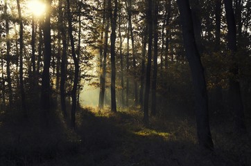 Naklejka premium sunlight in the forest