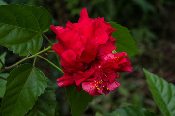 flower red with many layes of petals