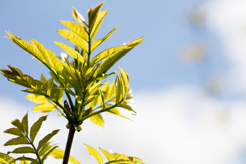 young foliage and spring buds on bush over blue sky