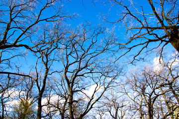 Up view to blue sky and clouds via old oak tree braches