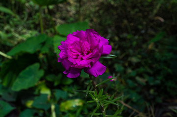 flower color of rose with the name of eleven o clock