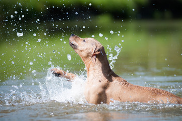 Obraz premium Beige pitbull terrier running out from water