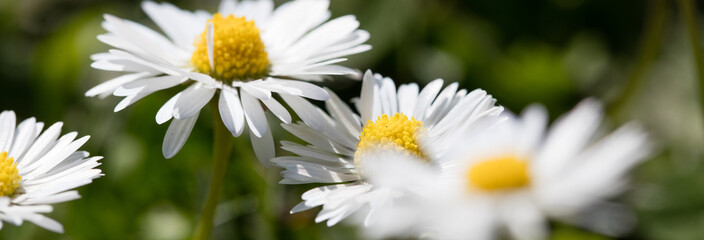 Obraz premium wild daisies flowers for natural gardening, springtime and sustainable environment