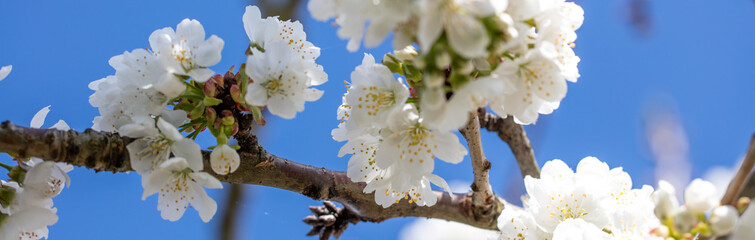 Zweig der weißen Kirschblüte für langes Banner und Panorama
