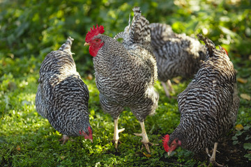 Rooster and chickens in a garden on a background of green grass.