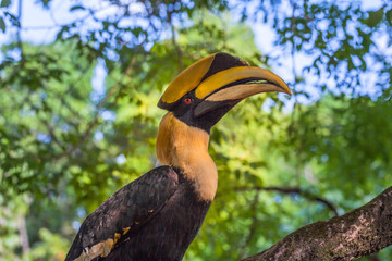 Hornbill inside the Tong Pha Phum national park in Kanchanaburi province