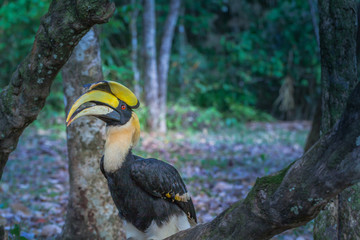 Hornbill inside the Tong Pha Phum national park in Kanchanaburi province