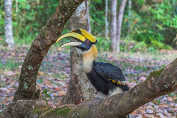Hornbill inside the Tong Pha Phum national park in Kanchanaburi province