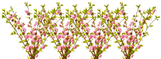 A bunch of bouquets of blooming almond blossoms.
Isolated on white background with blooming almond twigs.