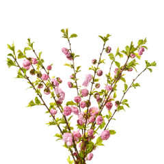 Obraz na płótnie Canvas Bouquet of almond twigs with pink flowers. Isolated on white background with blooming almond twigs.