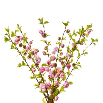 Bouquet of almond twigs with pink flowers.
Isolated on white background with blooming almond twigs.