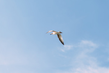 Obraz premium Flying gull