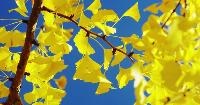 A Gingko Tree with Yellow Leaves in Autumn in the Park