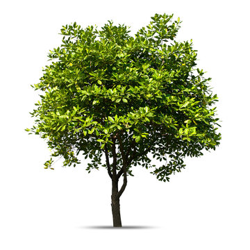 Tree isolated on a white background, Can be used a tree for part assembly to your designs or images.