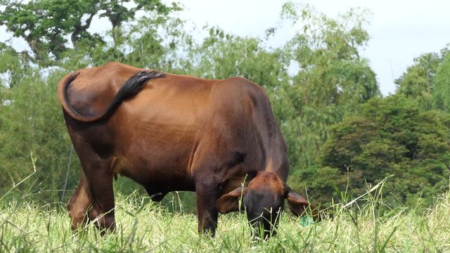 Brown Cow Eating Grass in sunny day, Close up cows grazing full hd and 4k. Cow grazed on the meadow. nature background. Cattle concept.