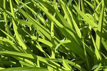 Background of high green grass highlighted by the sun.Fresh dense grass in the spring in the garden.