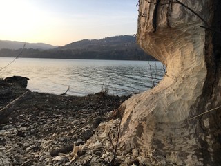 Biber-Nagebaum am See