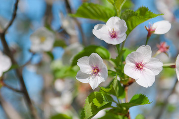 Fototapeta na wymiar Cherry blossom, Prunus serrulata, full bloom, sakura