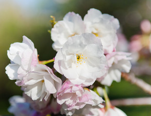 Fototapeta premium Cherry blossom, Prunus serrulata, full bloom, sakura